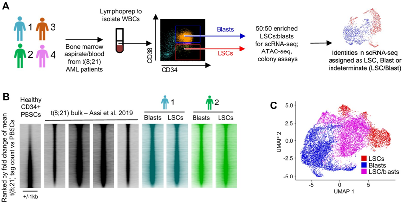 Natu Commun：揭示白血病干細(xì)胞在化療后促進(jìn)自身生長(zhǎng)機(jī)制