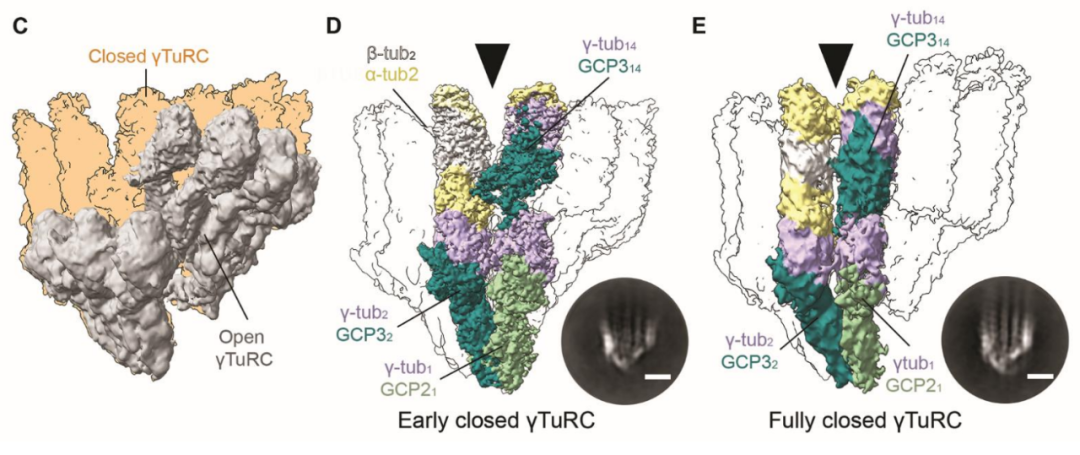 Science重磅：首次捕獲人類細(xì)胞“高速公路”構(gòu)建過程的高分辨率圖像，為微管相關(guān)疾病的治療指明新的方向！