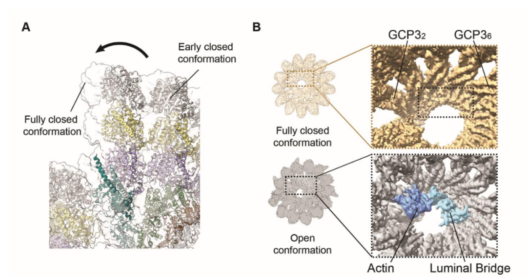 Science重磅：首次捕獲人類細(xì)胞“高速公路”構(gòu)建過程的高分辨率圖像，為微管相關(guān)疾病的治療指明新的方向！